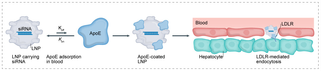 第一代：LNP+小核酸-→肝脏.jpg