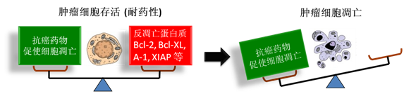 图 1：肿瘤细胞通过反凋零蛋白产生耐药性，对反凋零蛋白的抑制将改变平衡，消除肿瘤耐药性。