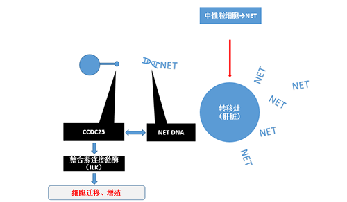 除了单纯的捕获，NET DNA与CCDC-25的结合还增强了癌细胞的侵袭行为，促进了癌症的肝转移。