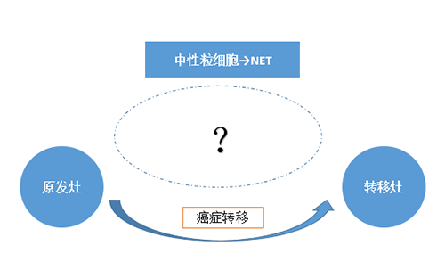 NET可能会通过某些方式“捕获”或“唤醒”癌细胞，从而造成癌细胞的迁移。