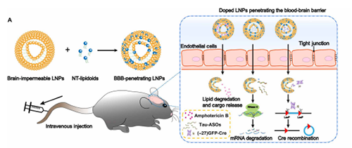 将神经递质与LNP掺杂，获得拥有穿透BBB能力的载体。