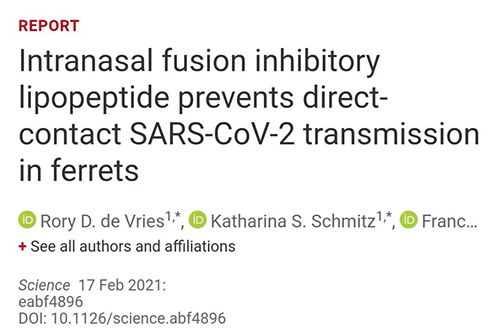 Science速递|鼻喷雾剂可阻止新冠肺炎传播，在雪貂实验中已初获成效