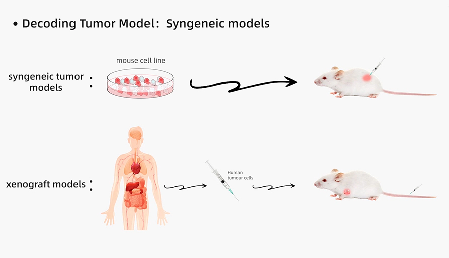 解码肿瘤模型研究：同源肿瘤移植模型