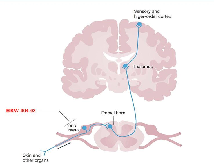 Nav1.8抑制剂的作用机制.webp