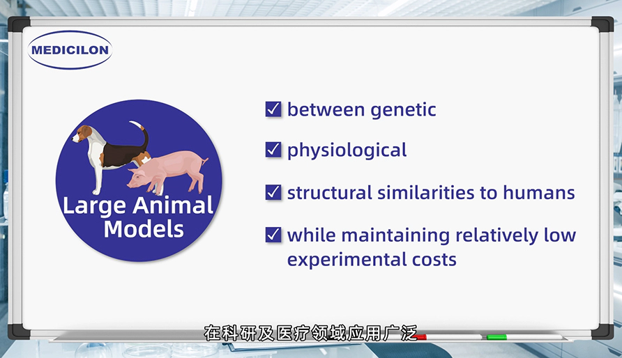 大型动物模型： 各种疾病研究的必要工具