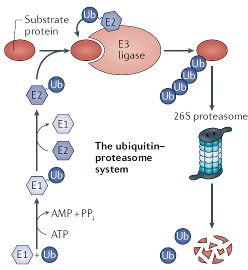 泛素-蛋白酶体系统.webp