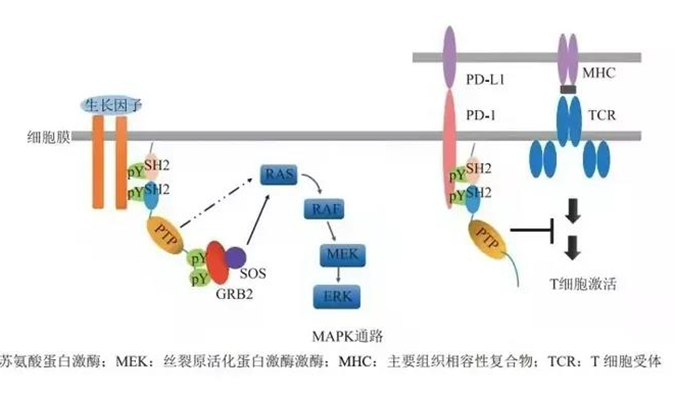 晚期恶性肿瘤患者的福音！pg电子娱乐助力凌达生物SHP2变构抑制剂RG001片获批临床