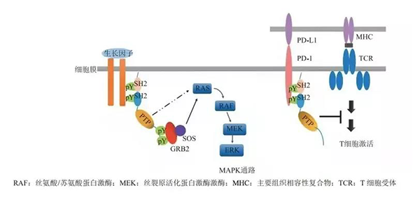 晚期恶性肿瘤患者的福音！pg电子娱乐助力凌达生物SHP2变构抑制剂RG001片获批临床 