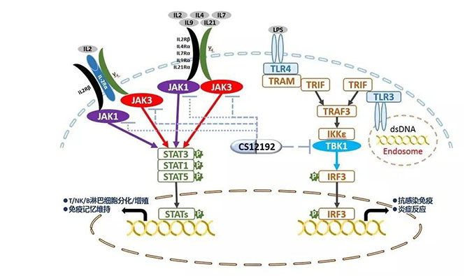 自身免疫疾病或迎新疗法！pg电子娱乐助力微芯生物CS12192获批FDA