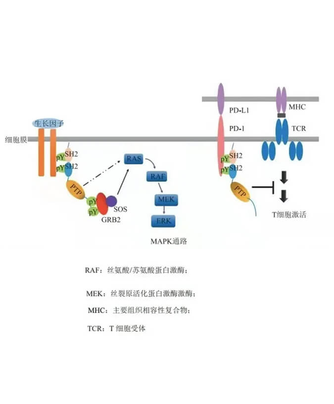 pg电子娱乐助力凌达生物SHP2变构抑制剂RG001片获批临床.jpg