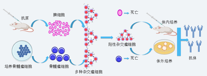 pg电子娱乐抗体开发技术