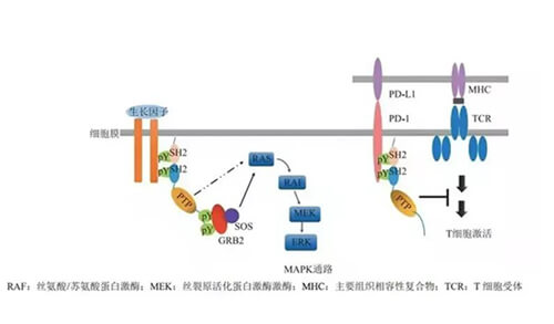 pg电子娱乐助力凌达生物SHP2变构抑制剂RG001片获批临床.jpg