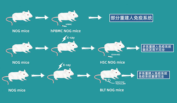 评价肿瘤药物的动物药效模型，你选对了吗.jpg