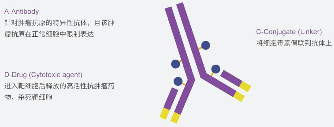 pg电子娱乐抗体药物偶联物（ADC）研发服务平台.jpg