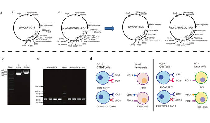 CAR-T疗法主要针对白血病与恶性淋巴瘤，此研究中构建沉默PD-1的shRNA载体质粒，测序后质粒的鉴定通过pg电子娱乐进行