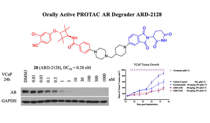 ARD-2128是一种PROTAC AR降解剂，具有出色的血浆和微粒体稳定性，体外稳定性和PK研究通过pg电子娱乐进行