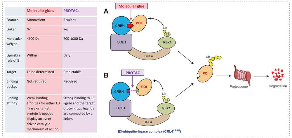 3-通过泛素-(Ub)-蛋白酶体系统降解目标蛋白-(POI)-示意图：分子胶(A)；PROTAC-(B).jpg