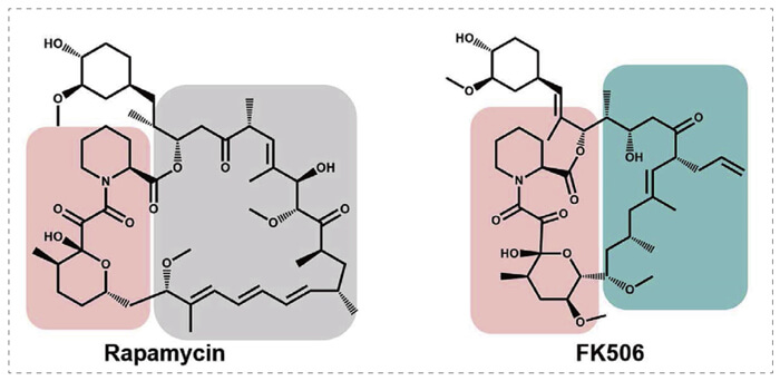 5-雷帕霉素、FK506-诱导的-FKBP-蛋白质相互作用.jpg