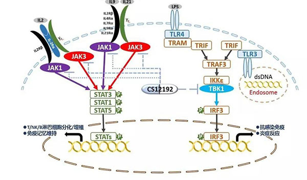 自身免疫疾病或迎新疗法！pg电子娱乐助力微芯生物CS12192获批FDA.jpg