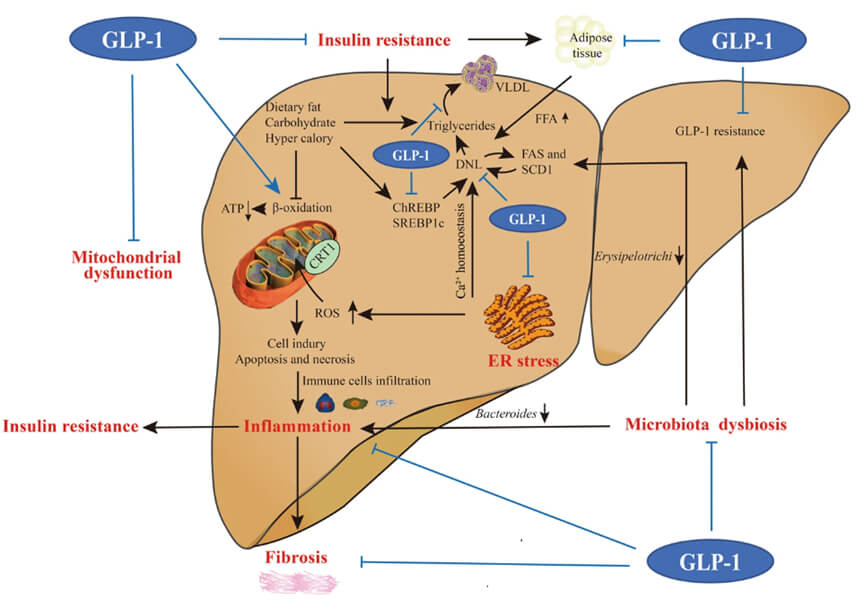 GLP-1.jpg