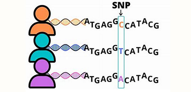 单核苷酸多态性分析.jpg